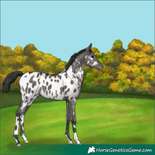 Horse Color:White Spotted Grullo Appaloosa 
