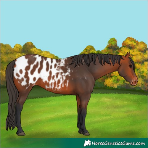 Horse Color:Bay Appaloosa 