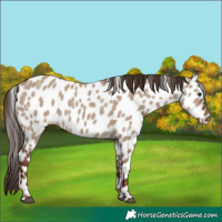 Horse Color:Powder White Liver Red Dun Appaloosa