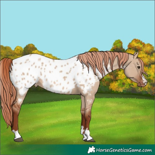 Horse Color:Red Dun Near Leopard 