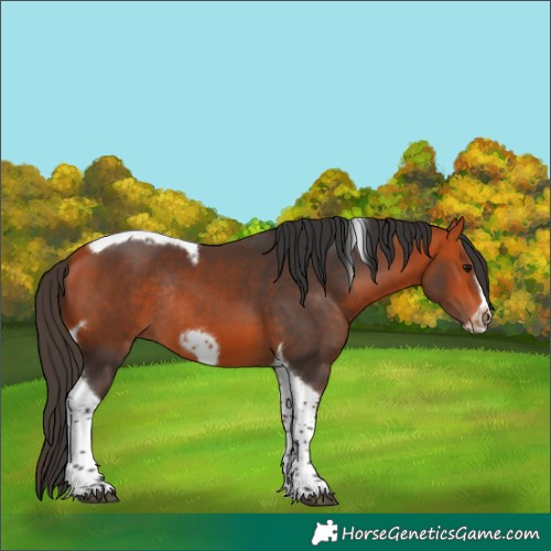 Horse Color:Bay Tobiano Frame Rabicano