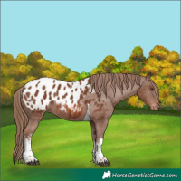 Horse Color:White Spotted Chestnut Tobiano Appaloosa 