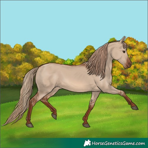 Horse Color:Red Dun 