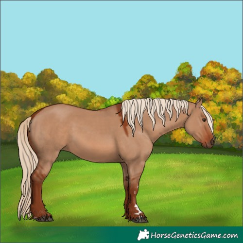 Horse Color:Red Dun 