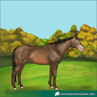 Horse Color:Gray Amber Champagne 