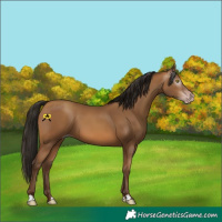 Horse Color:Gray Amber Champagne 