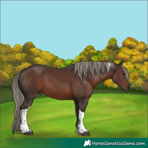 Horse Color:Liver Chestnut Mushroom Tobiano 