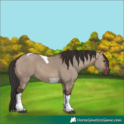 Horse Color:Brown Dun Tobiano