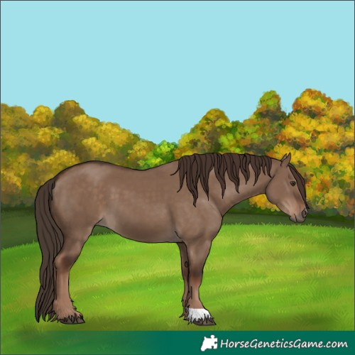 Horse Color:Liver Red Dun