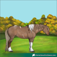 Horse Color:Liver Red Dun Tobiano