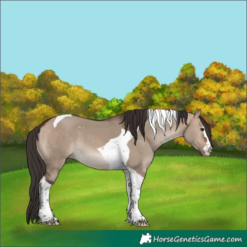 Horse Color:Bay Dun Tobiano