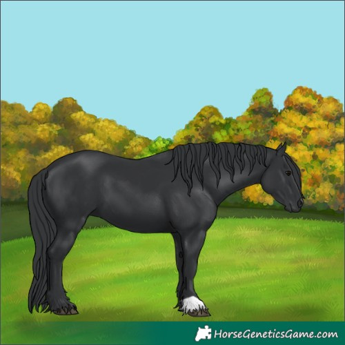 Horse Color:Black 