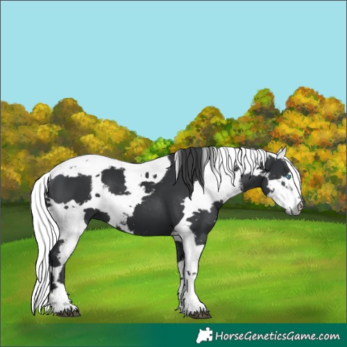 Horse Color:Black Harlequin Merle 