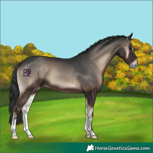 Horse Color:Blue Onyx