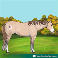 Horse Color:Bay Dun Splash Snowflake Varnish