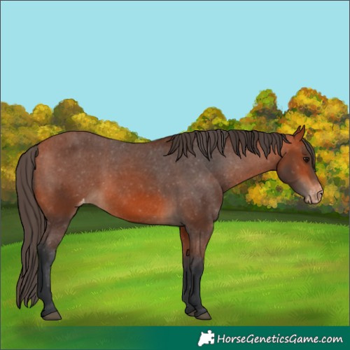 Horse Color:Bay Appaloosa
