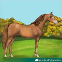 Horse Color:Gray Gold Champagne 