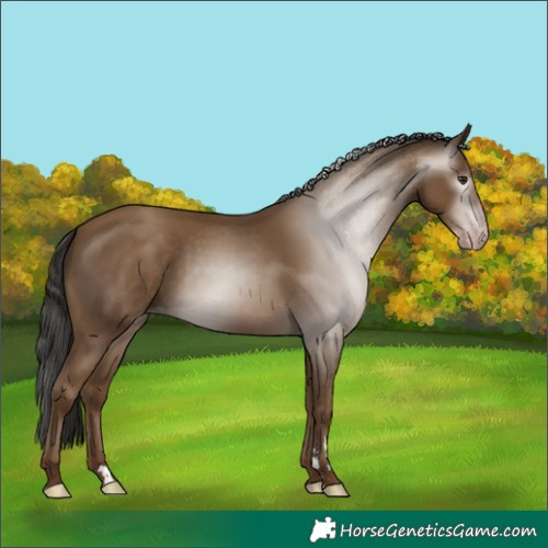 Horse Color:Gray Classic Champagne 