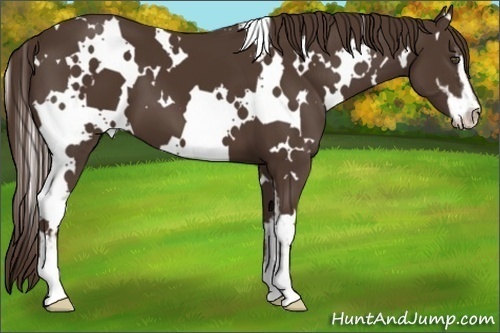 Horse Color:White Spotted Liver Chestnut Sabino 
