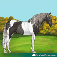 Horse Color:Gray Silver Black Tobiano Rabicano
