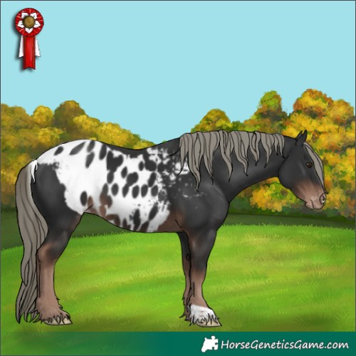 Horse Color:Liver Chestnut Mushroom Skewed Appaloosa 