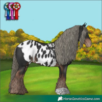 Horse Color:Liver Chestnut Mushroom Skewed Appaloosa 