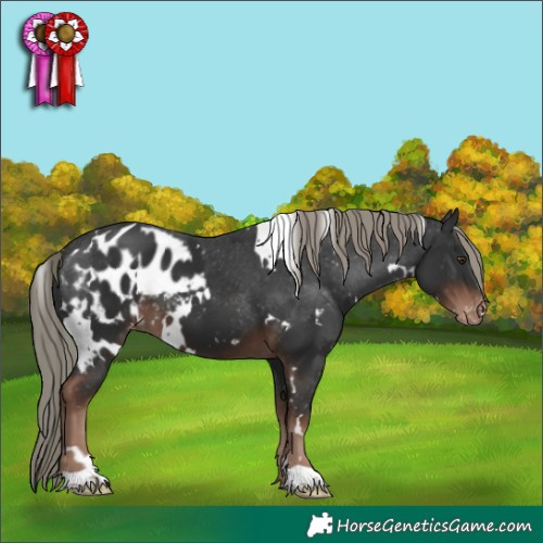 Horse Color:White Spotted Liver Chestnut Mushroom Skewed Appaloosa