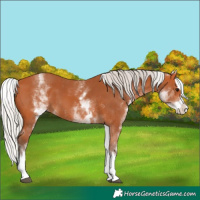 Horse Color:White Spotted Silver Bay Splash 