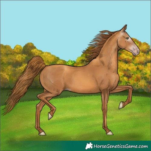 Horse Color:Gray Gold Champagne