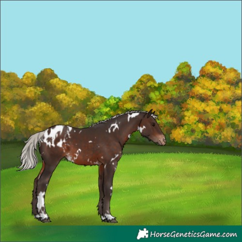 Horse Color:White Spotted Silver Brown Skewed Appaloosa 