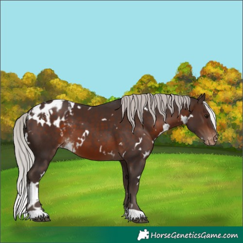 Horse Color:White Spotted Silver Brown Skewed Appaloosa
