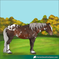 Horse Color:White Spotted Silver Brown Skewed Appaloosa 
