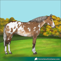 Horse Color:Gray White Spotted Silver Bay Dun Splash Appaloosa Rabicano 