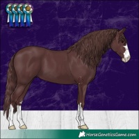 Horse Color:Chocolate Black 