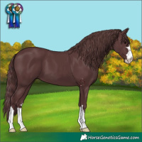 Horse Color:Chocolate Black