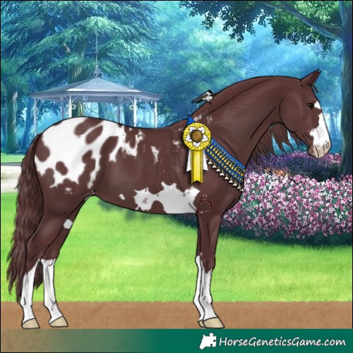 Horse Color:Chocolate Black Appaloosa 