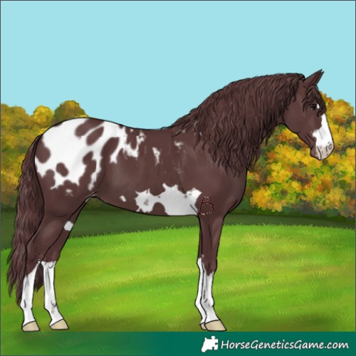 Horse Color:Chocolate Black Appaloosa 