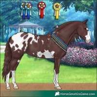 Horse Color:Chocolate Black Appaloosa 
