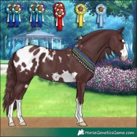 Horse Color:Chocolate Black Appaloosa 