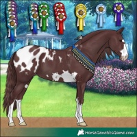 Horse Color:Chocolate Black Blanket 