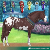 Horse Color:Chocolate Black Appaloosa