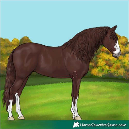 Horse Color:Gray Chocolate Black