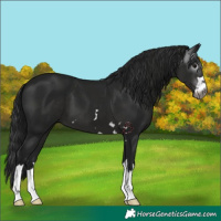 Horse Color:Gray Black