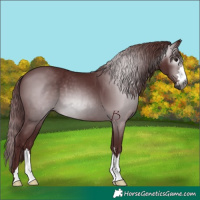 Horse Color:Gray Chocolate Black