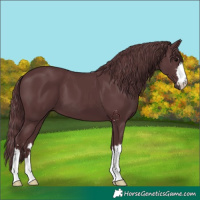 Horse Color:Chocolate Black 