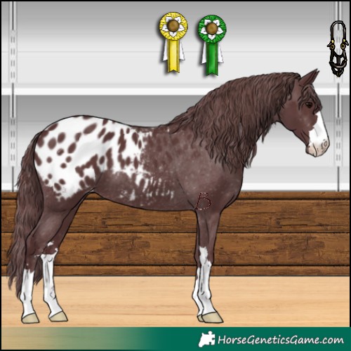 Horse Color:Chocolate Black Appaloosa 