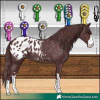 Horse Color:Chocolate Black Blanket 