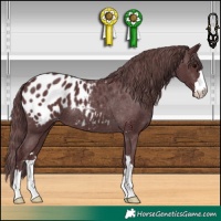 Horse Color:Chocolate Black Appaloosa 