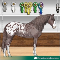 Horse Color:Chocolate Black Appaloosa