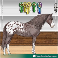 Horse Color:Chocolate Black Appaloosa